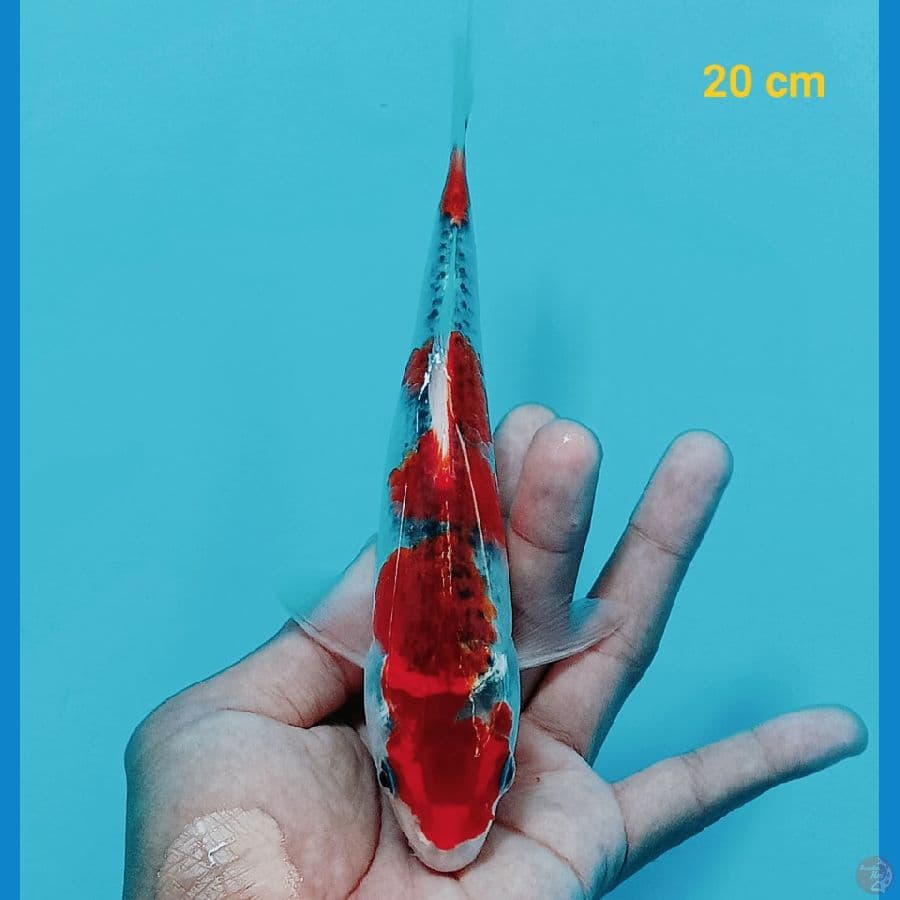 Goshiki 20 cm