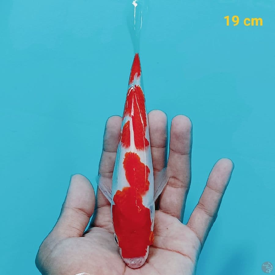 Kohaku 19 cm