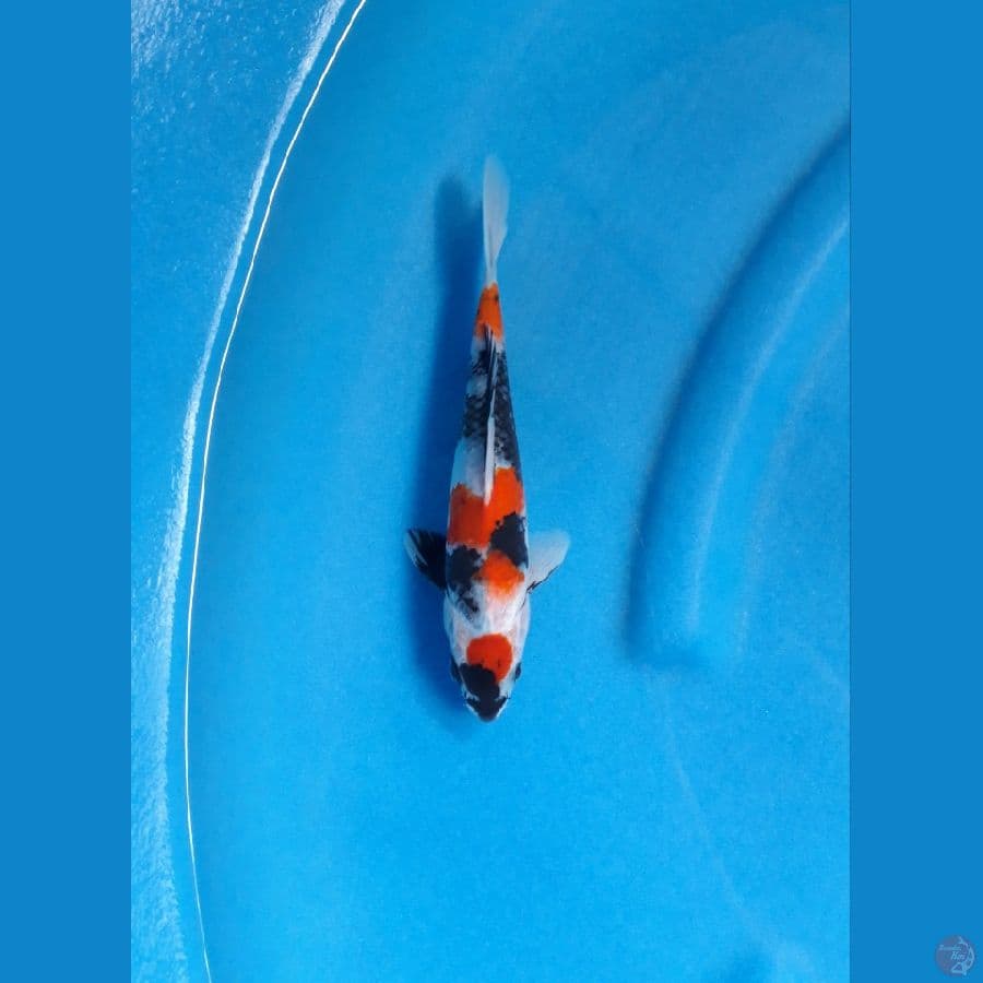 SHOWA BAHAN 21CM - MALE