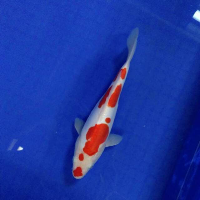 Mulus nyuss 24cm