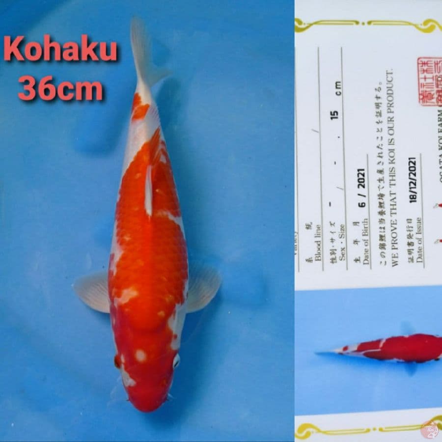 OGATA KOHAKU 36CM