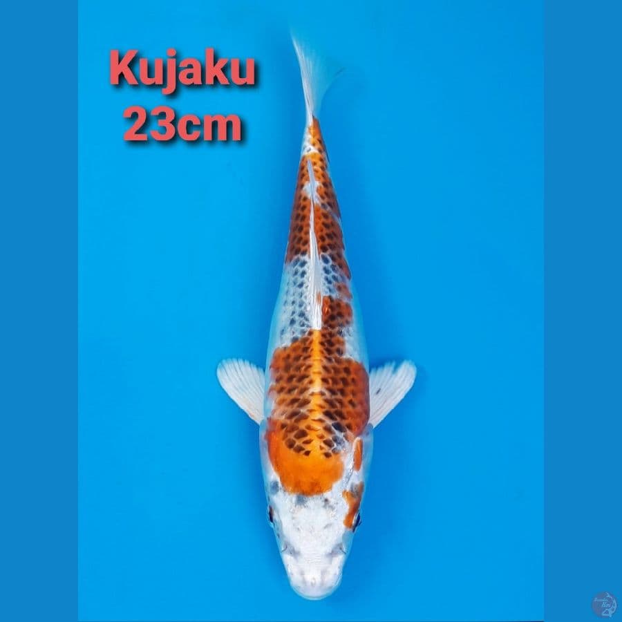 KUJAKU 23CM