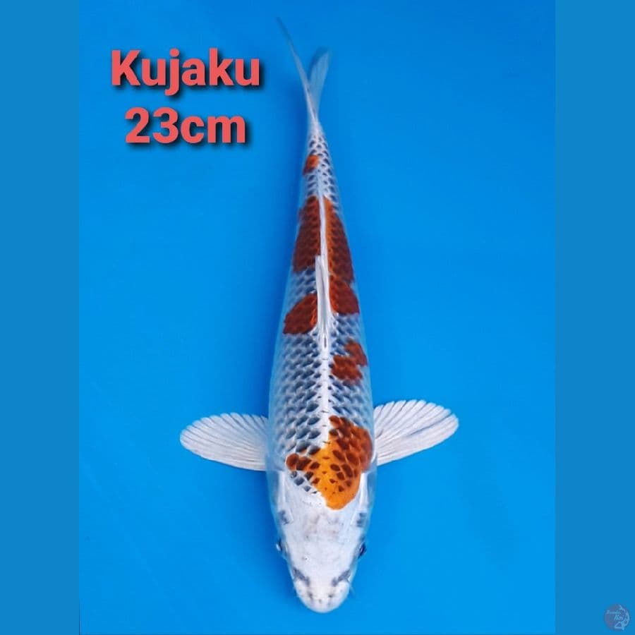 KUJAKU 23CM