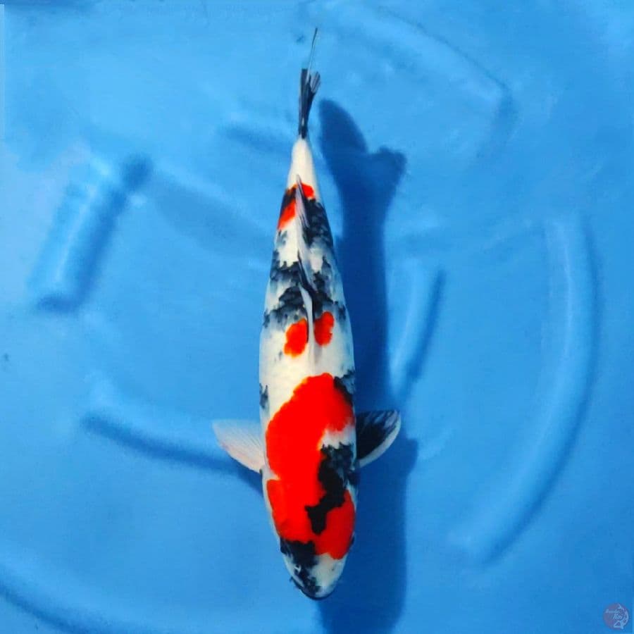 4. SHOWA SANSHOKU 45 CM FEMALE