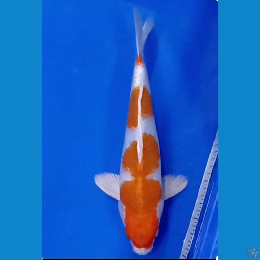 kohaku hikari  33 cm male