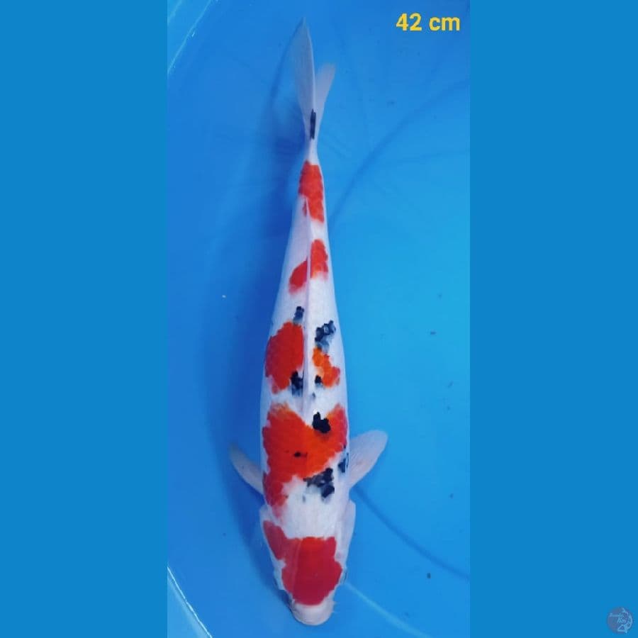 calon ibu 42 cm