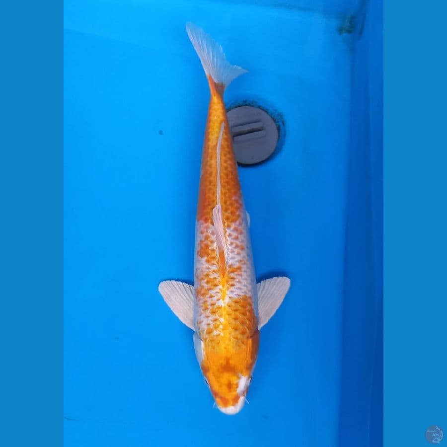 hariwake
