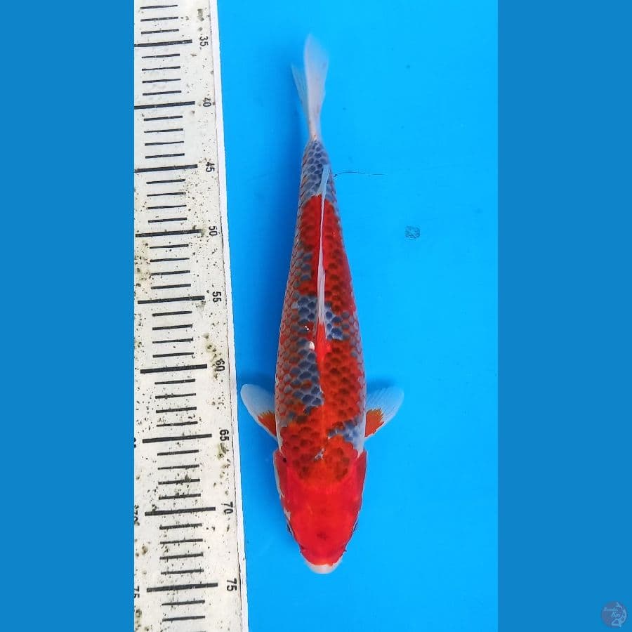kanoko goshiki