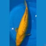 Karasi ginrin 45cm