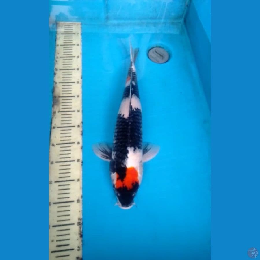 Showa 50cm