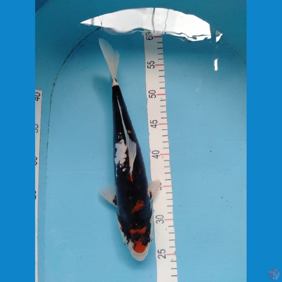 Benikumon Original F33cm