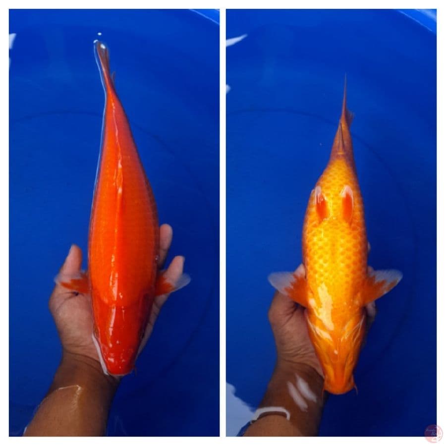 Aka Hajiro 37cm