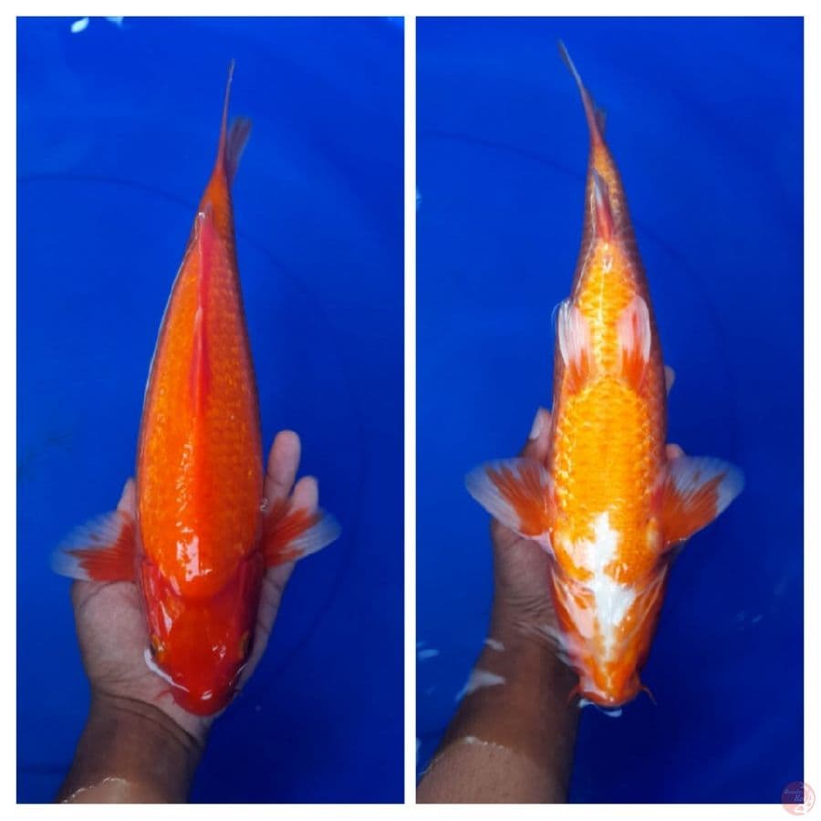 Aka Hajiro Ginrin 34cm