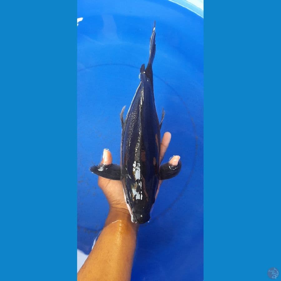 Karasu Kumpay 38cm