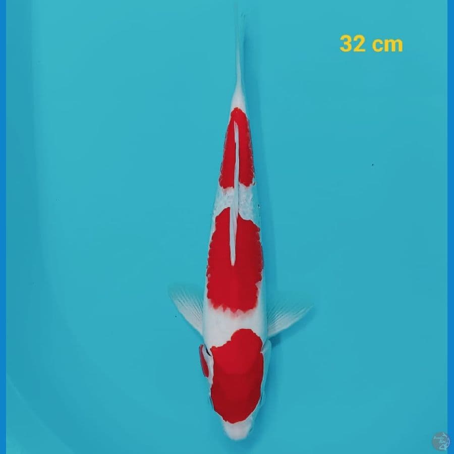 Kohaku | 32 cm | uncheck