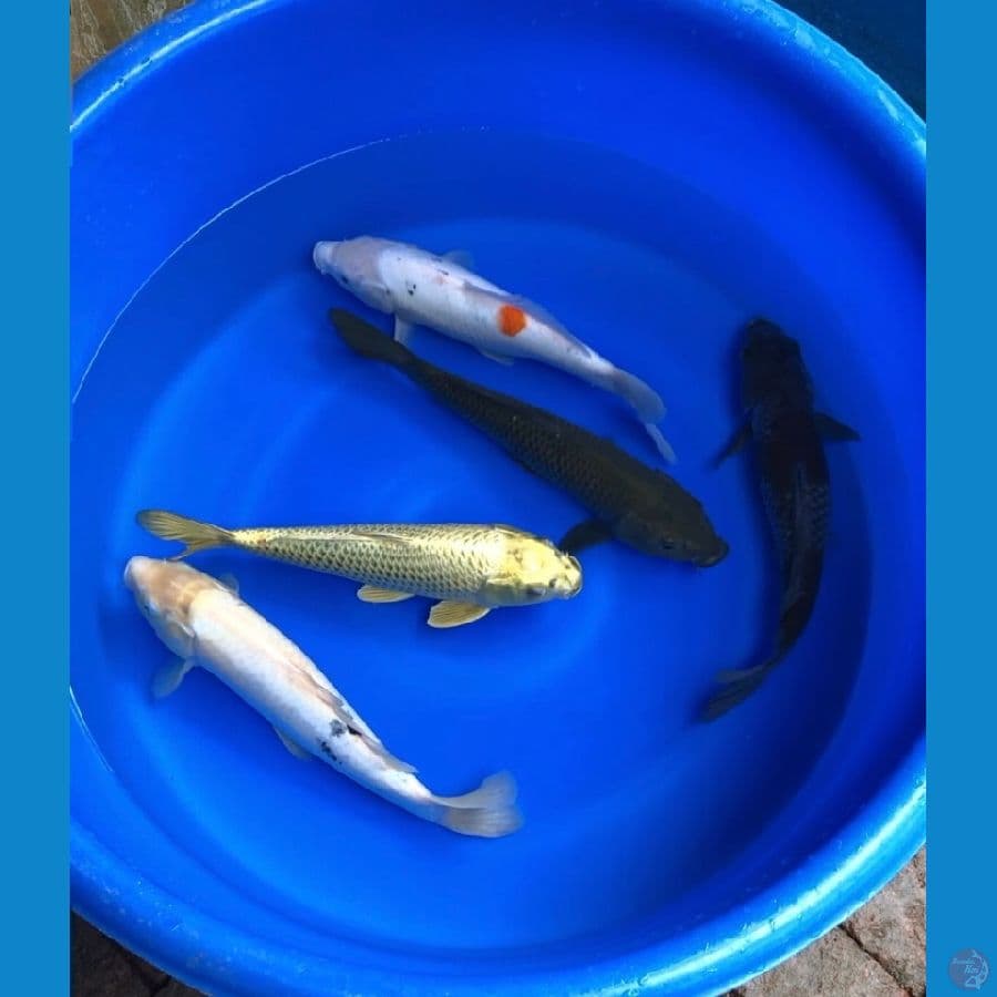Paket Jumbo 5 ekor