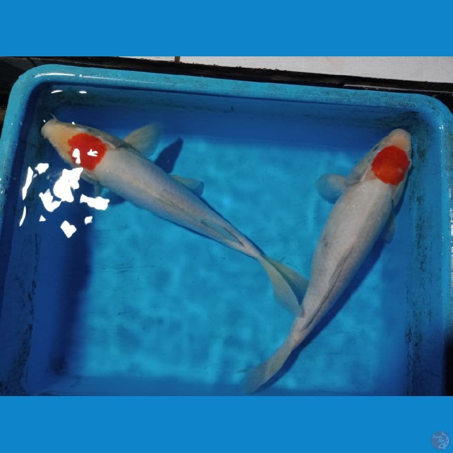 tanco kohaku doit vs sisik