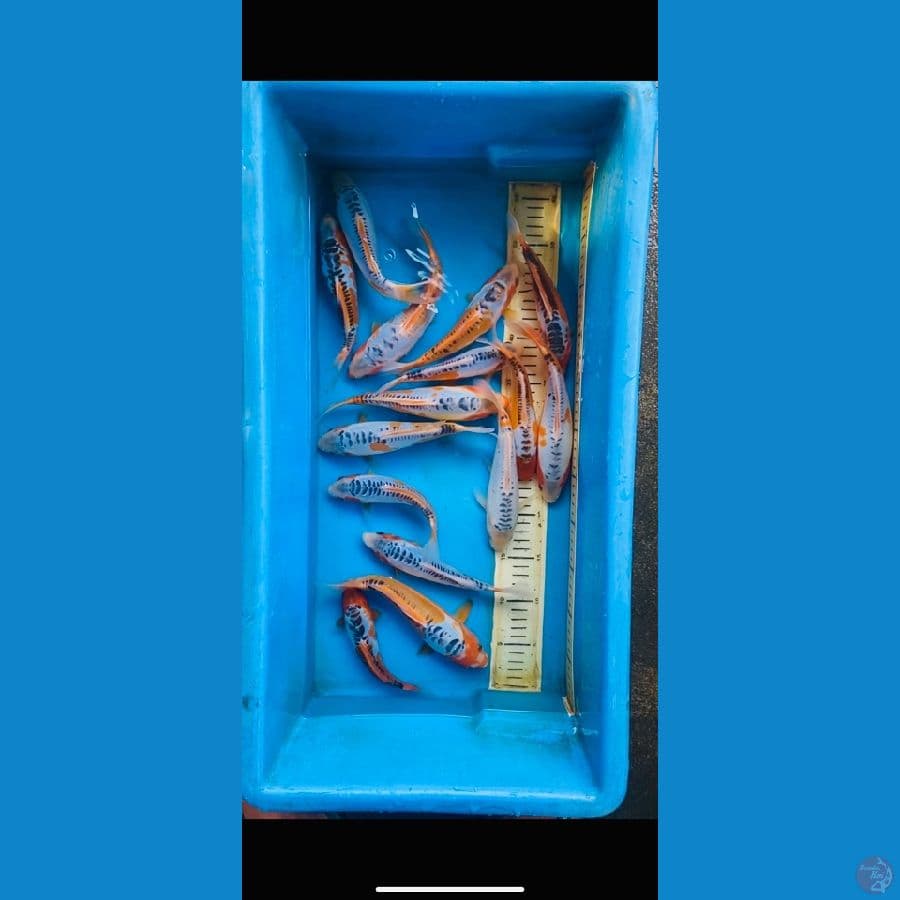 paket shusui 15ekor 18-23cm