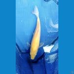 Karashi 35cm