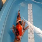 showa 41 cm male 