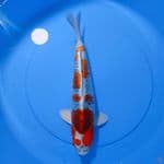 KUJAKU male 37cm 