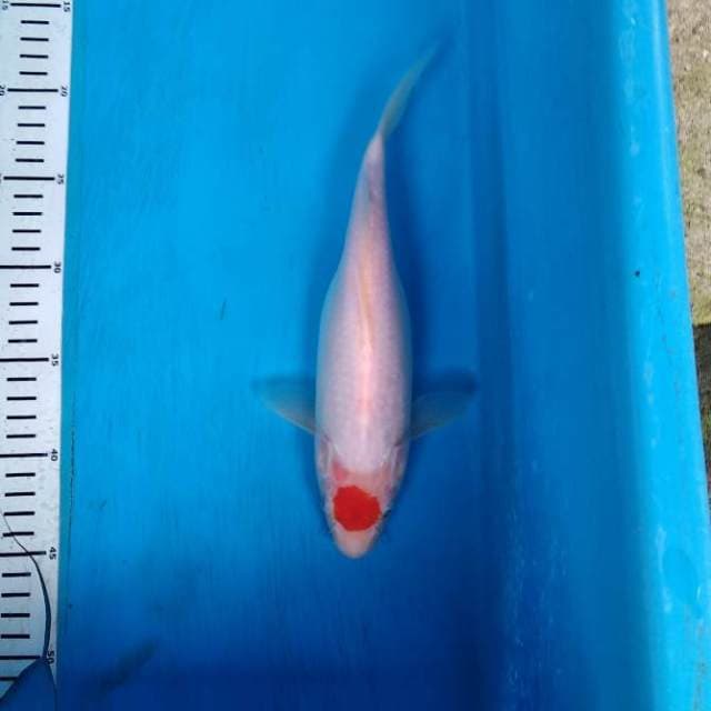 Tancho kohaku