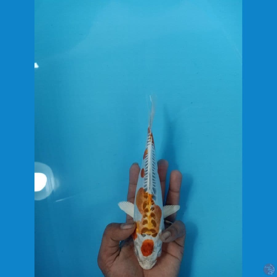 KUJAKU DOITSU HIKARI 23CM - FEEMALE
