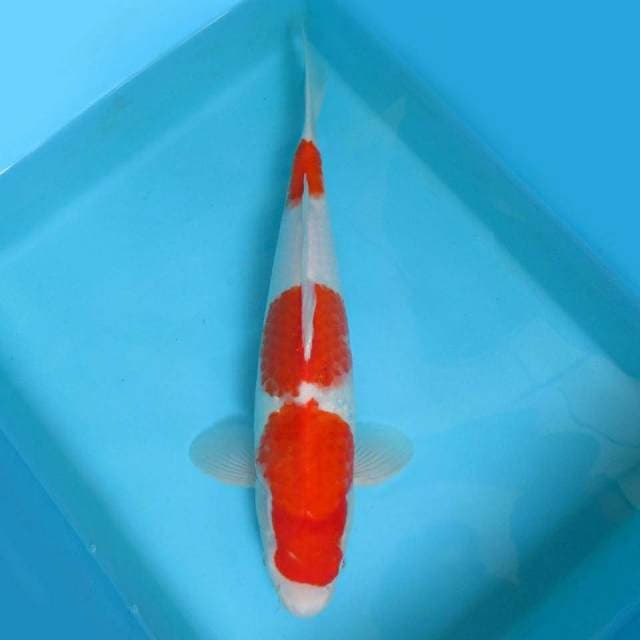 D. DAMARKOI INDONESIA ( KOHAKU 3 STEPS )
