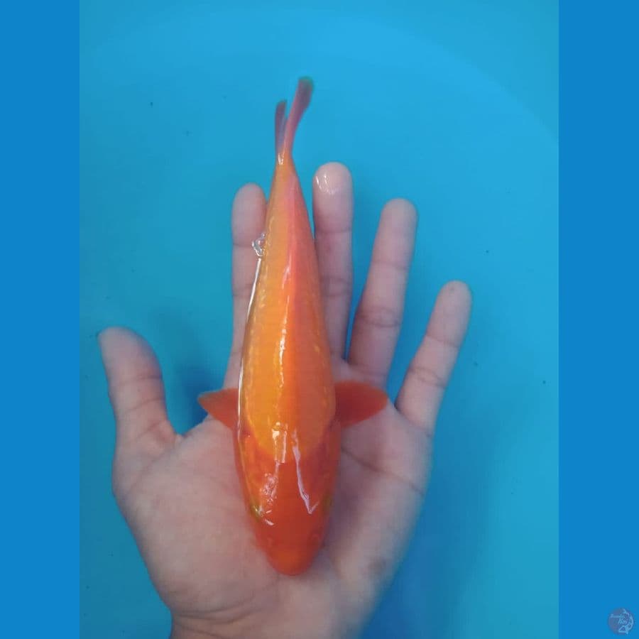 Benigoi 20 cm