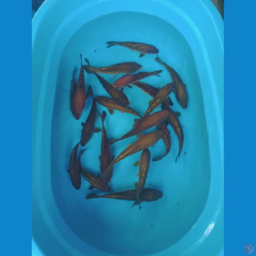 paket chagoi 20 ekor 17-21 cm