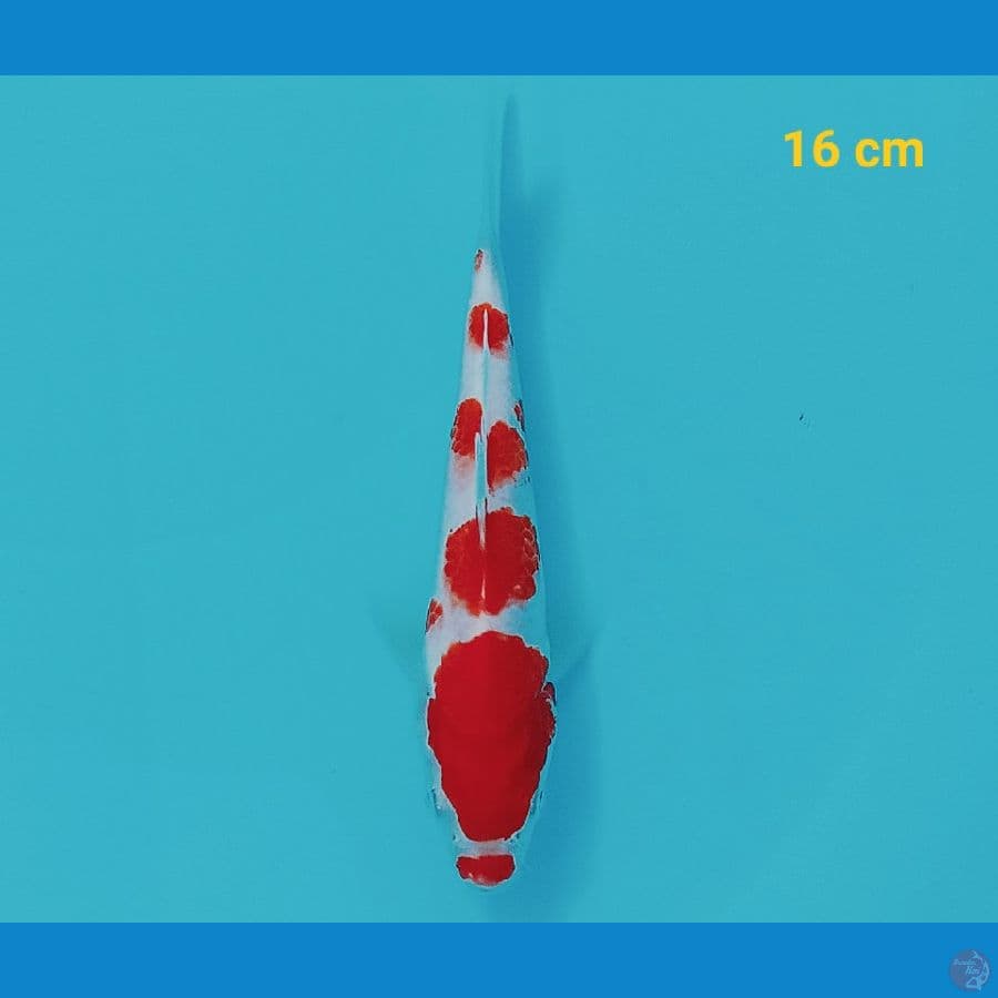 Mini on 17 cm