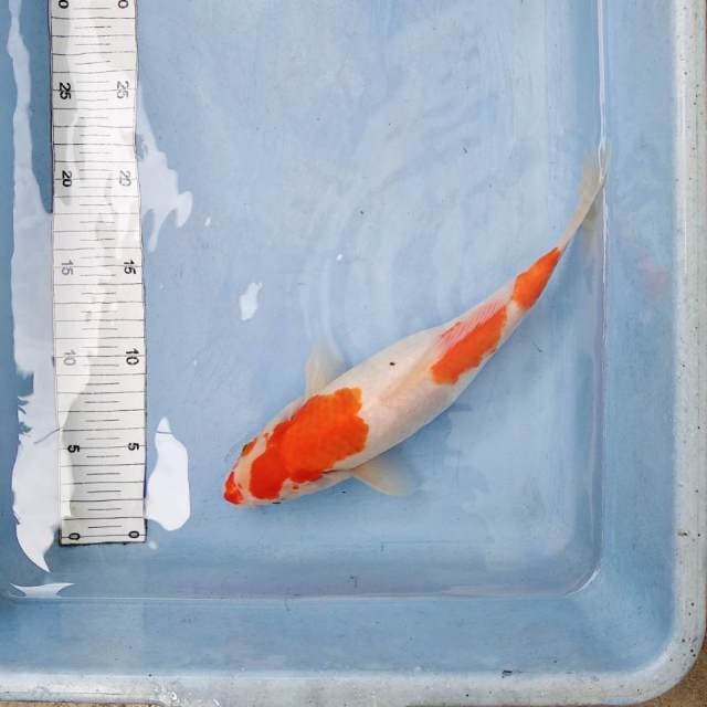 Sandan kohaku