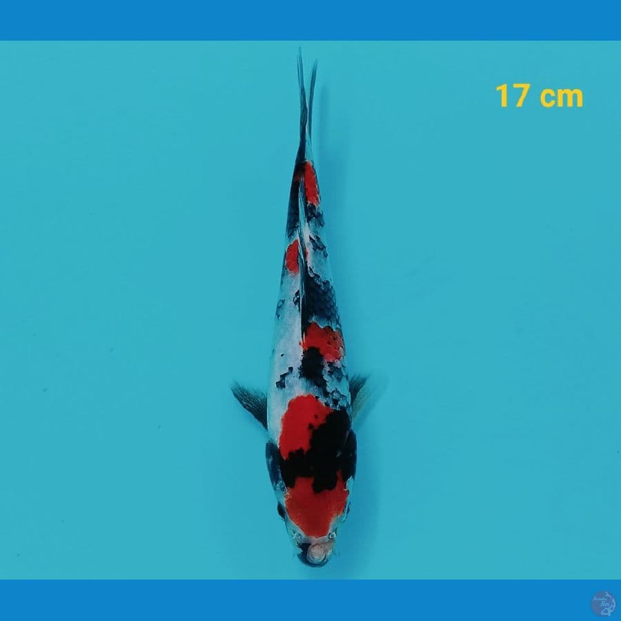 Mini on 19 cm