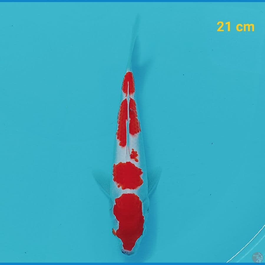 Kohaku 21 cm