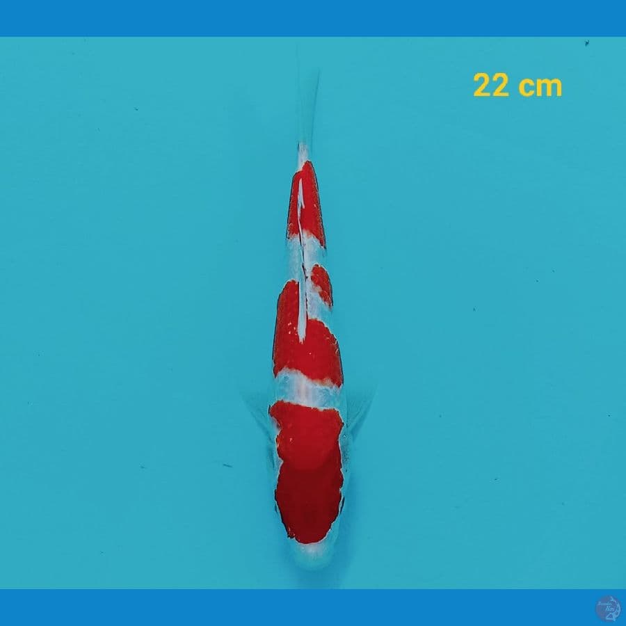 Kohaku 22 cm