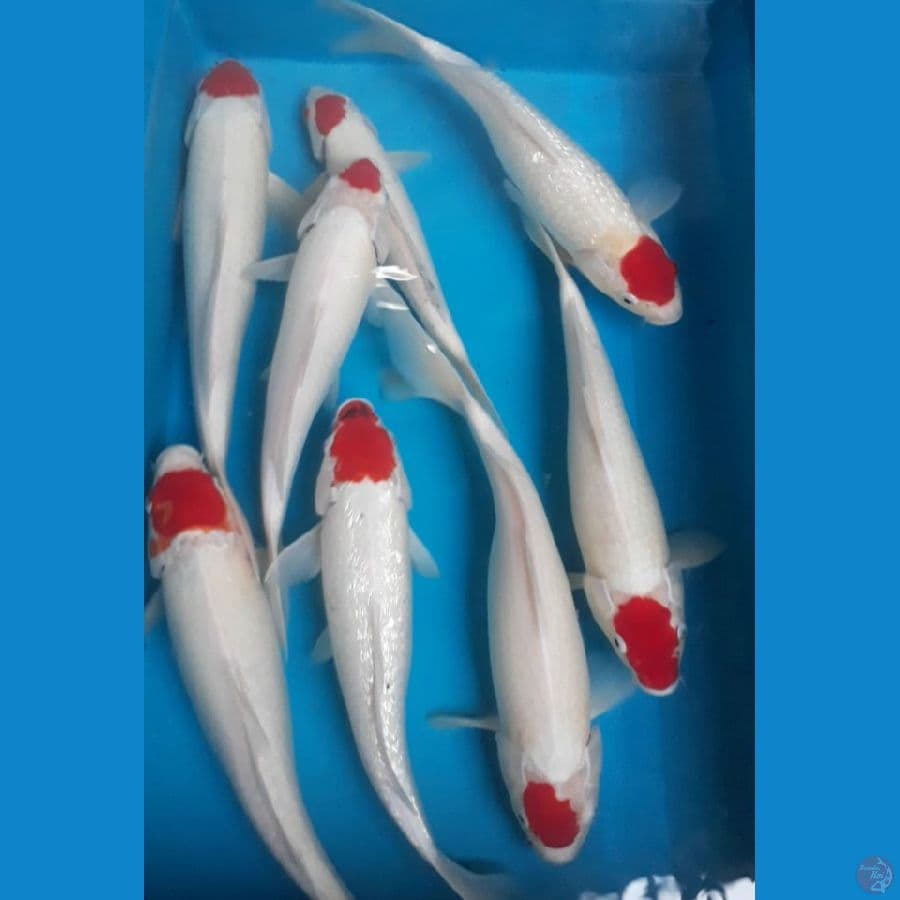 Tancho 28-35 cm 8 ekor