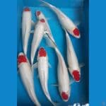 Tancho 28-35 cm 8 ekor