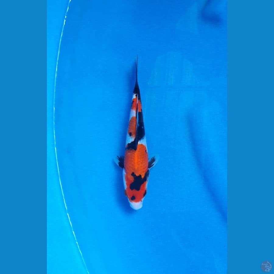 SHOWA BAHAN 21CM - FEMALE