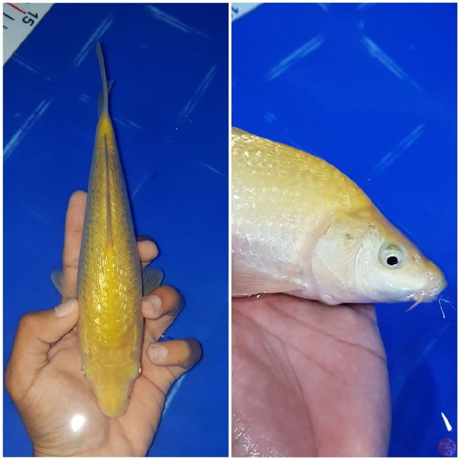 KARASHI GINRIN 22CM MALE.