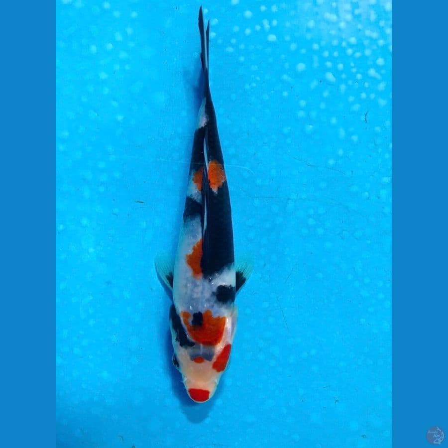 showa 15cm