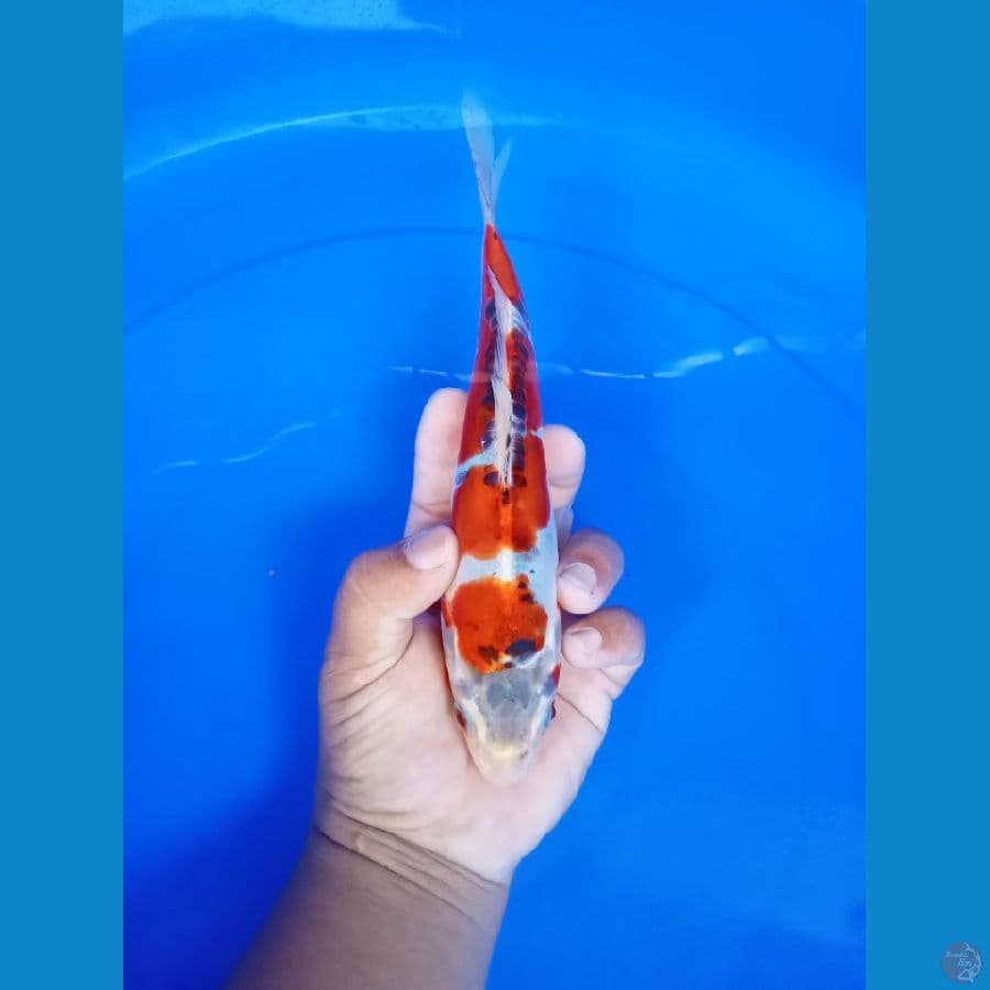 kikokuriyu 23cm