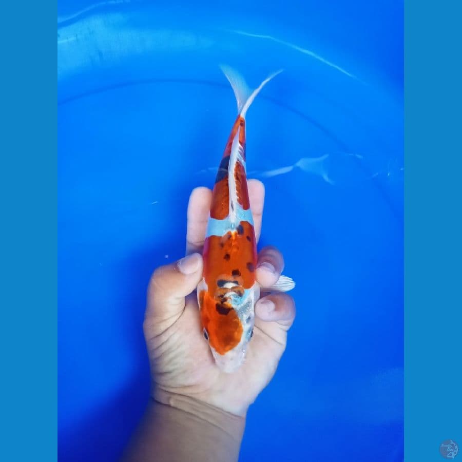 kikokuriyu 23cm