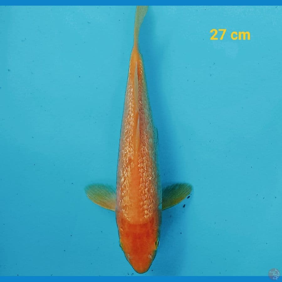 karasi ginrin 27 cm