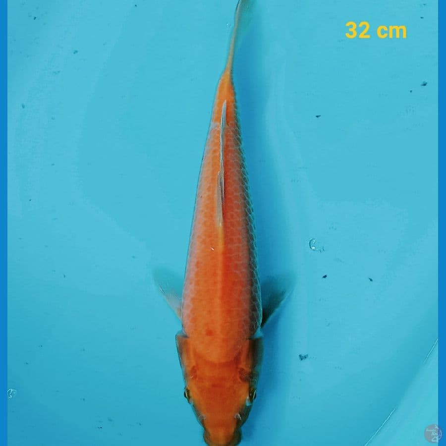 karasi 32 cm