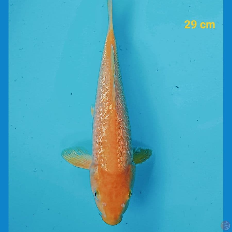 karasi 29 cm