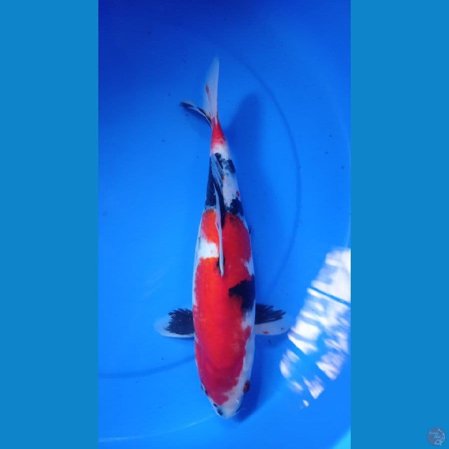 ~SHOWA 35cm~