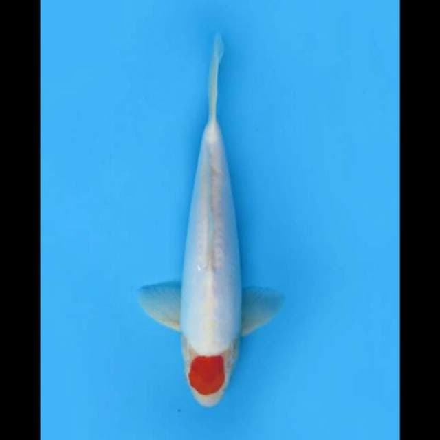 29cm Male Tosai - Tancho Doitsu Murni Original