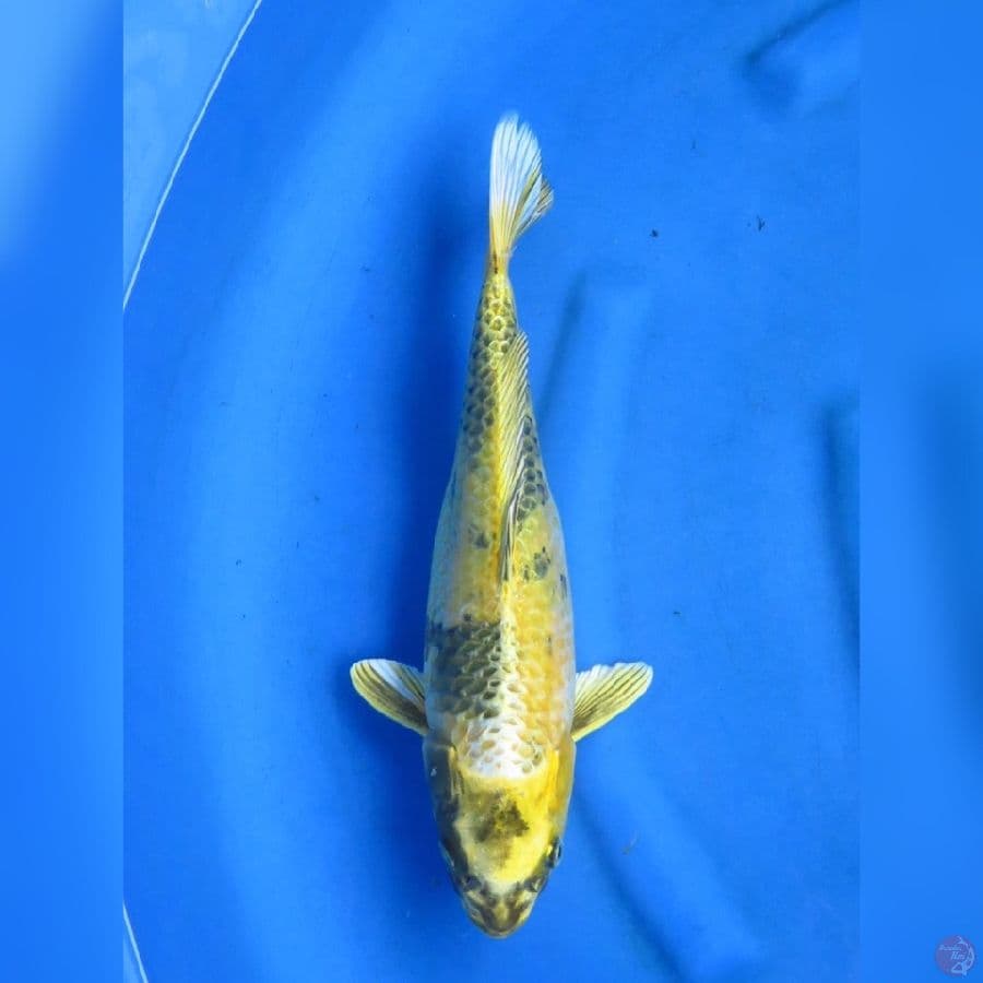 35cm - Kin Utsuri