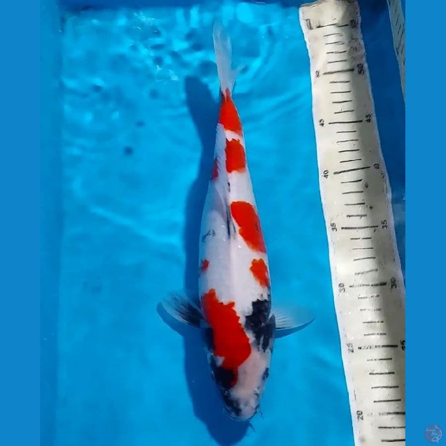 SHOWA 33 CM