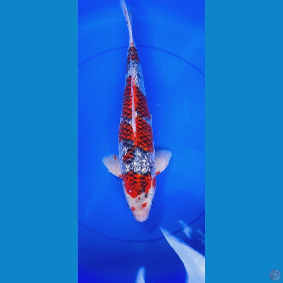 Beni Gingga 42cm Male
